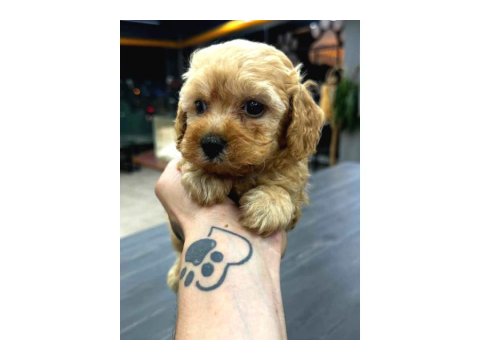 Teacup Mikro Boy Maltipoo Bebekler