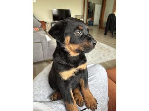60 Günlük Rottweiler Dişi İç Dış Parazit Yapıldı