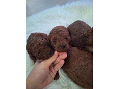 Mersin Lokumu Poodle Yavrular