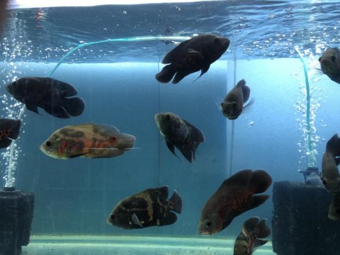 Sağlıklı Damızlık Boy Astronot