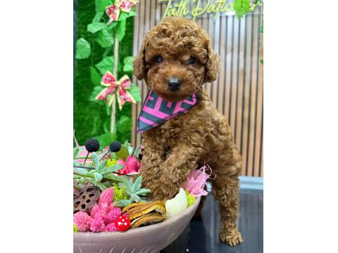 Tatlı Toy Poodle Yavrular