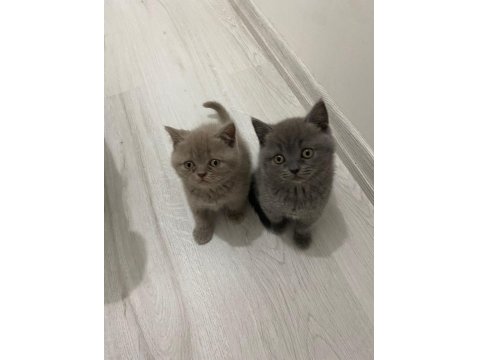 British Shorthair Son 2 Yavru