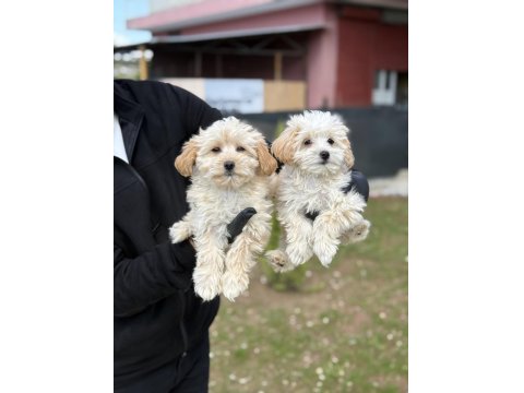 Maltipoo Bebekler
