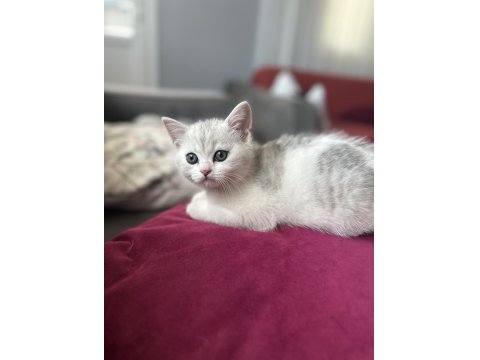 Yavru Erkek British Shorthair