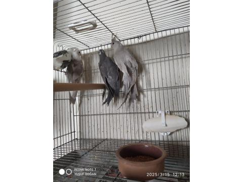 8 Adet Yavru Yeme Düşmüş Yavru Sultan Papağanı