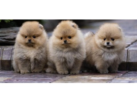 Ayı Surat Gülen Yüz Pomeranian Boo