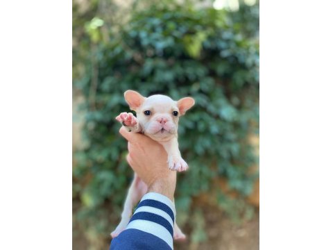 Muhteşem Yüzlü French Bulldog Yavrularımız