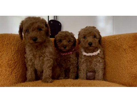 Toy Poodle Bebek Köpeklerim