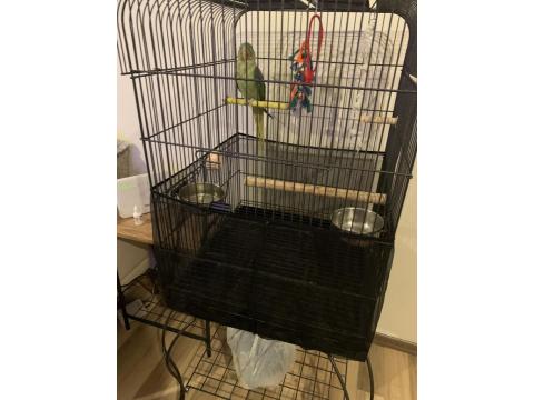 Bir Yaşında Dişi Evcil Alexander (İskender Papağanı)