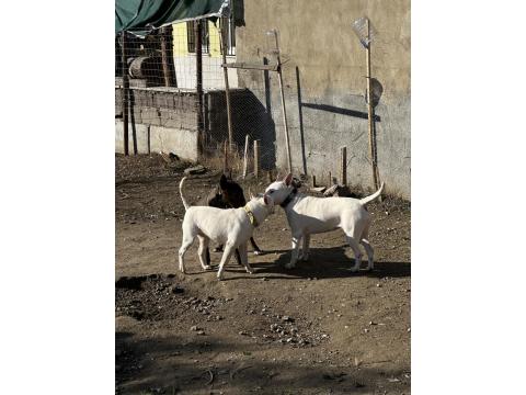 Damızlık 3 Bull Terrier Dişimiz Satılıktır Toplu