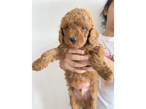 Anne Kucağından Poodle