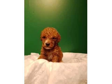 Kahve Rengi Poodle Yavrularımız