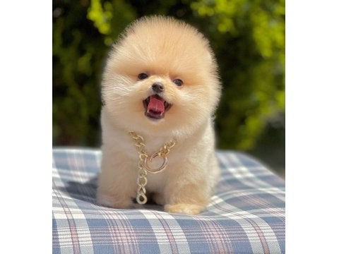 Safkan Pomeranian Boo Yavrularımız