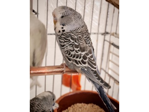 Çocuklar Bile Eğitebilir İstanbul İçi Eve Teslim Muhabbet Kuşu