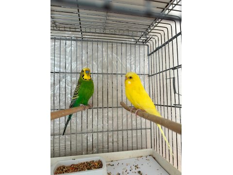 Kırmızı Gözlü Lutino Muhabbet Kuşlar