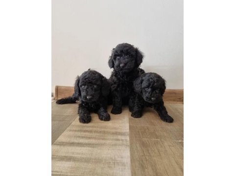 Siyah Toy Poodle Köpeği Yavrularımız