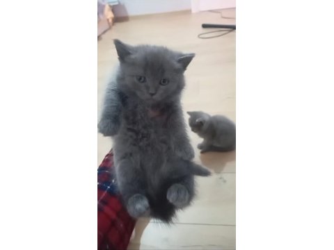 Safkan A Kalite Kül Renkli Hürrem Kız 1.5 Aylık British Shorthair