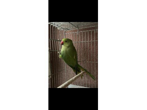 Pakistan Papağanımız