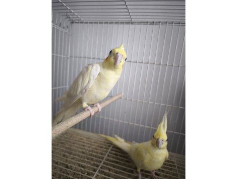 Çift Lutino Sultan Papağanı