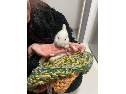 Camdan Aşağı Atılan Yavru Tavşan