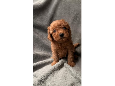Red Brown Toy Poodle