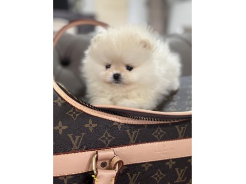 Orjinal Erkek Teacup Pomeranian