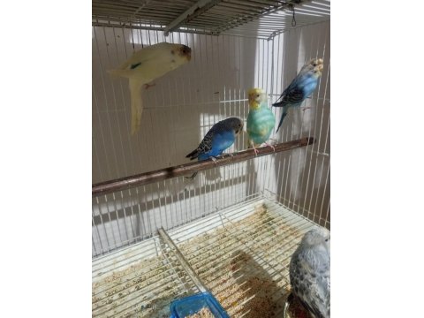 1 Çift 4 Yavru 1 Erkek Muhabbet Kuşlar