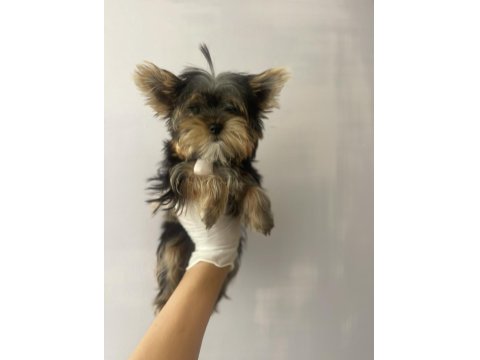 Safkan Yorkshire Terrier Köpekler