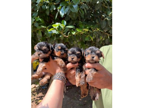 Teacup Yorkishire Bebekler