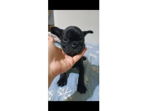 Erkek French Bulldog Yavruları