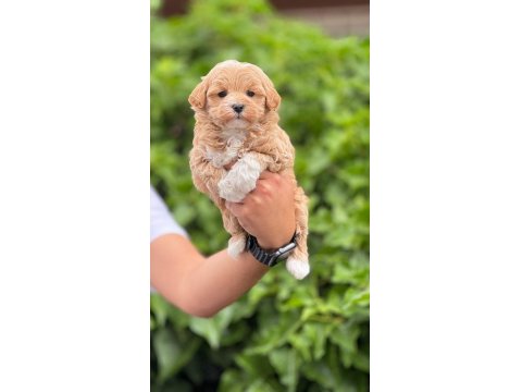 Mikro Maltipoo Bebekler