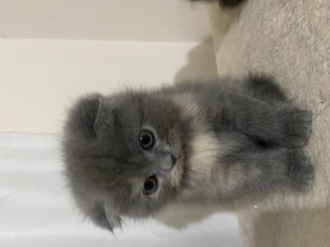 Exotic Ve Scottish Kediler