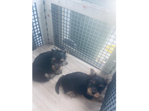 Safkan Yorkshire 2 Erkek