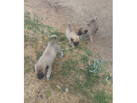 Orjinal Kangal Yavruları Sivas