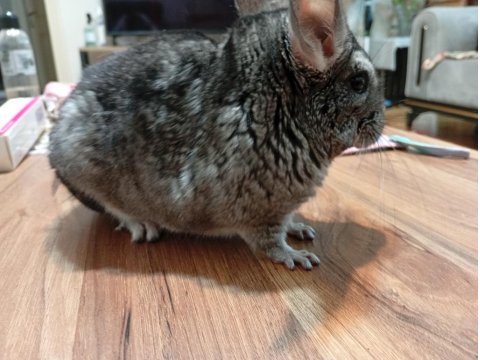 Elimde 1 Adet Yavru Chinchilla Var