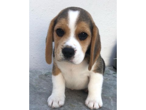Irk Garantili Beagle Yavruları