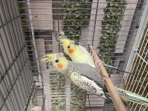 Yavru Sultan Papağanı