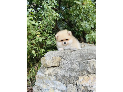 Ruhsatlı İşletmeden Her Renk Pomeranian Boo