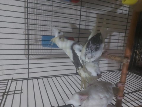 Evcil Yavru Sultanlar