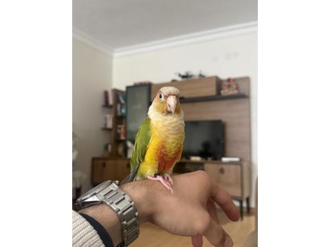 Evcil Konuşkan Konur Papağanı