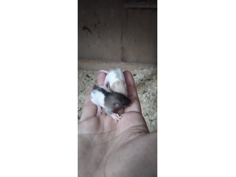 Bilinçli Rat Sahibinden Bebek Ratlar