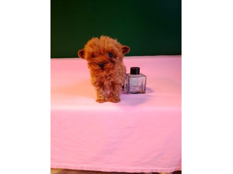 Lekesiz Teacup Poodle Yavrularımız