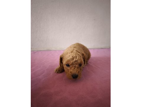 Maltipoo Bebek Köpekler