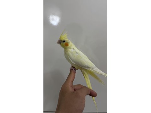 Sultan Papağanlarımız Sahiplendirilecek