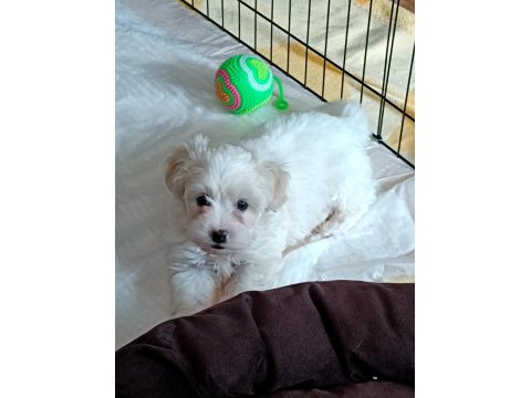 2.5 Aylık Maltipoo Köpeği