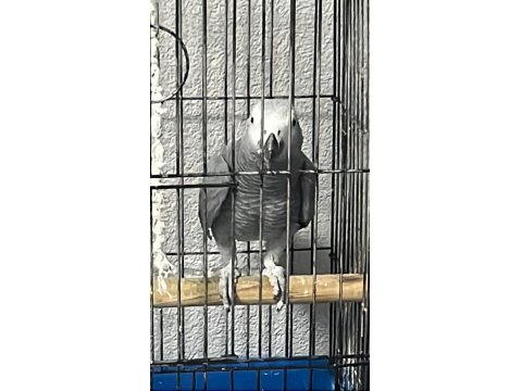 Jumbo Jako Papağanı