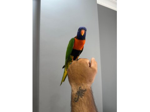 Oyun Hamuru Üst Düzey Lori Papağanı