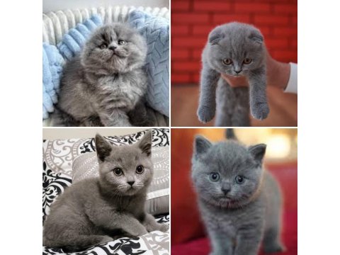 Scottish Fold Longhair Çok Tatlı Yavrular Adana
