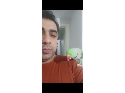 Jumbo Boy İskender Papağanı Aileniz Arkadaş