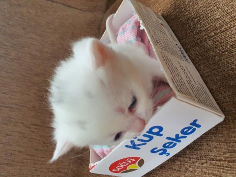 Kar Beyaz British Shorthair Sağlıklı Oyuncu Canlar